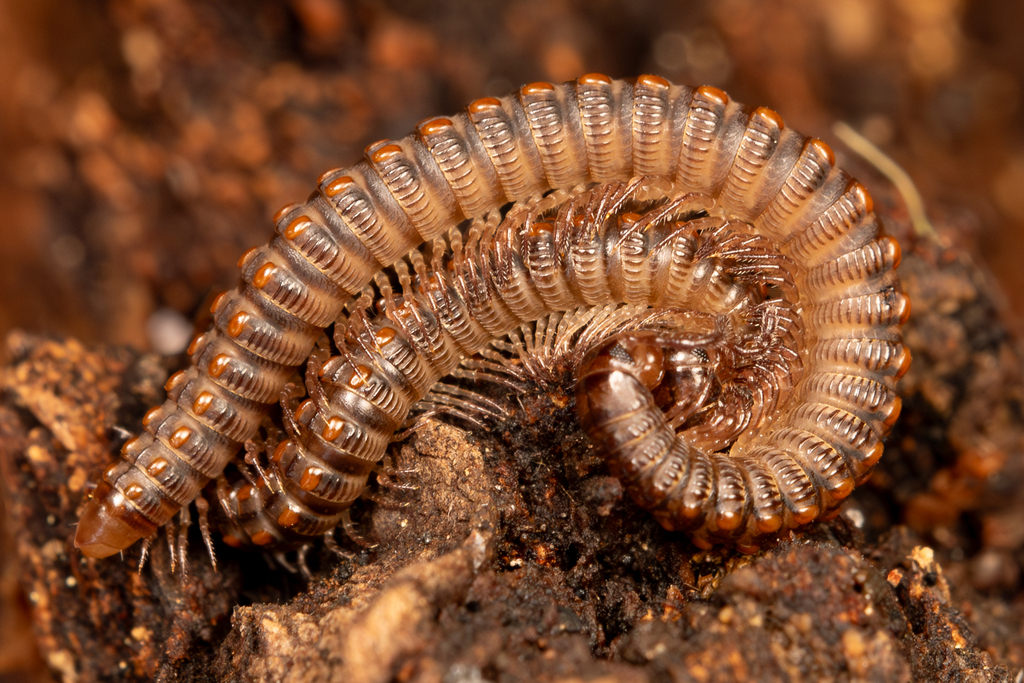Chelojulidae
