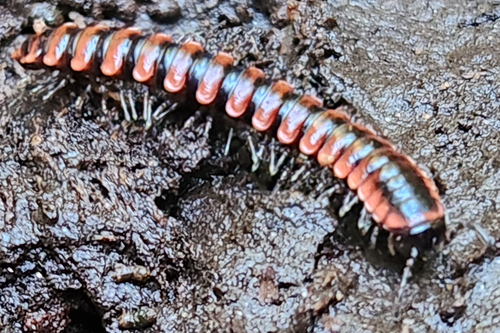 Montaphe elrodi