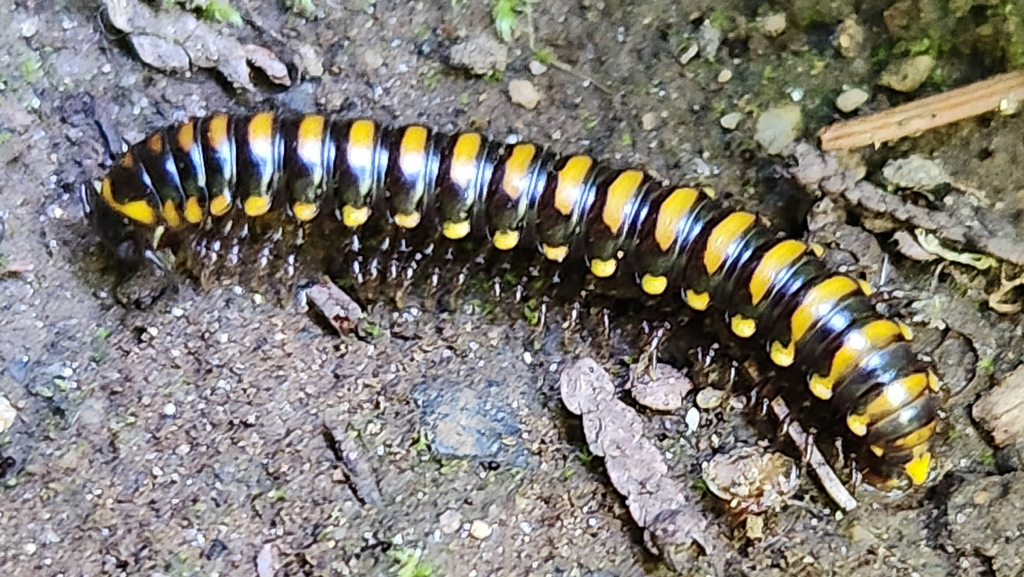 Orophe unicus