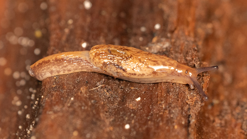 Pale Jumping-slug