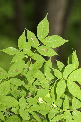 Warty-barked Spindle