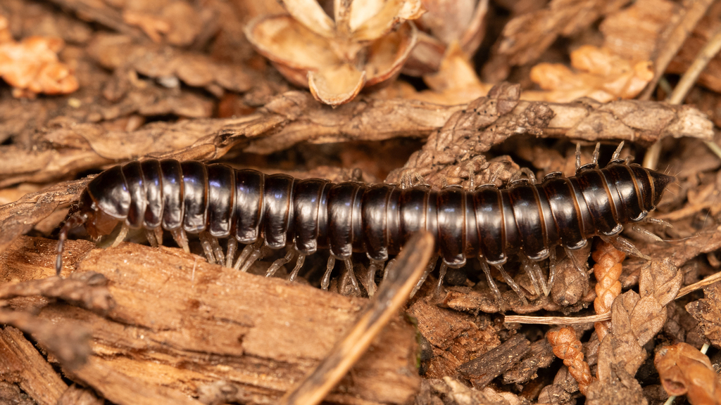 Isaphe convexa