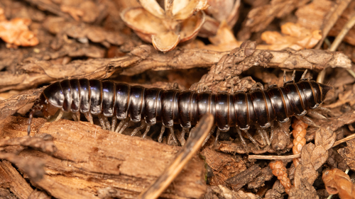 Isaphe convexa