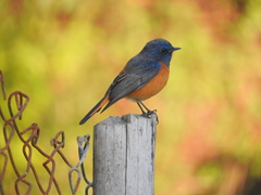 Phoenicurus frontalis