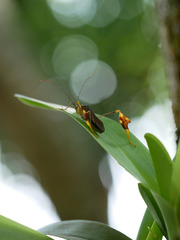 Anisoscelis gradadius