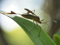 Anisoscelis gradadius