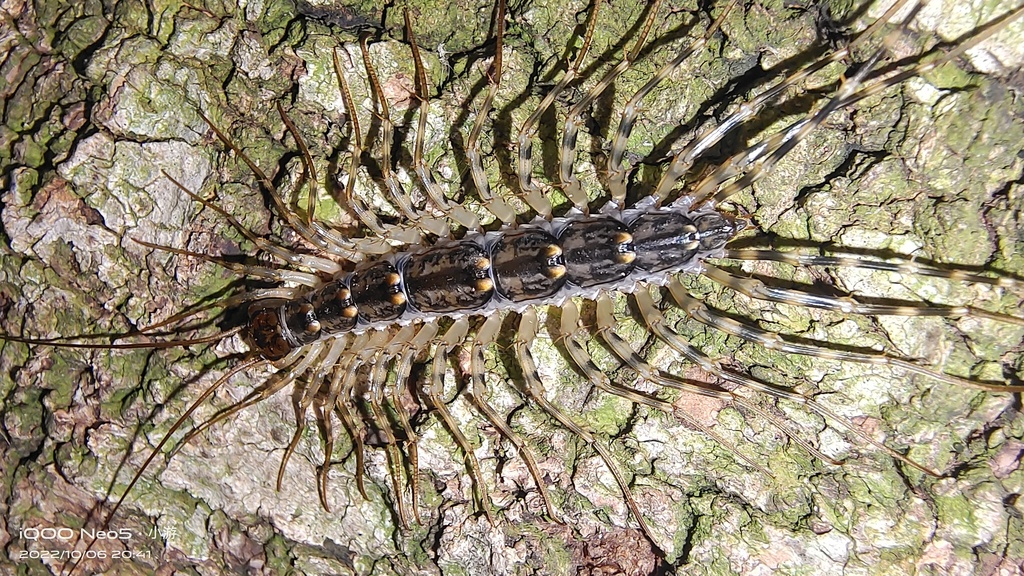 Japanese House Centipede from 中国云南省昆明市呈贡区 on October 6, 2022 at 08:41 ...