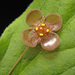 Euonymus pauciflora - Photo (c) V.S. Volkotrub, osa oikeuksista pidätetään (CC BY-NC), lähettänyt V.S. Volkotrub