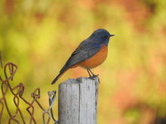 Phoenicurus frontalis