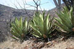 Agave scaposa