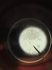 Vorticella campanula