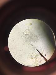 Vorticella campanula