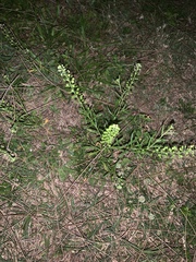 Lepidium virginicum image