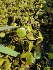 Limnobium laevigatum