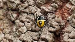 Commius elegans