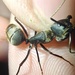 Camponotus pseudolendus - Photo (c) 游,  זכויות יוצרים חלקיות (CC BY-NC), הועלה על ידי 游