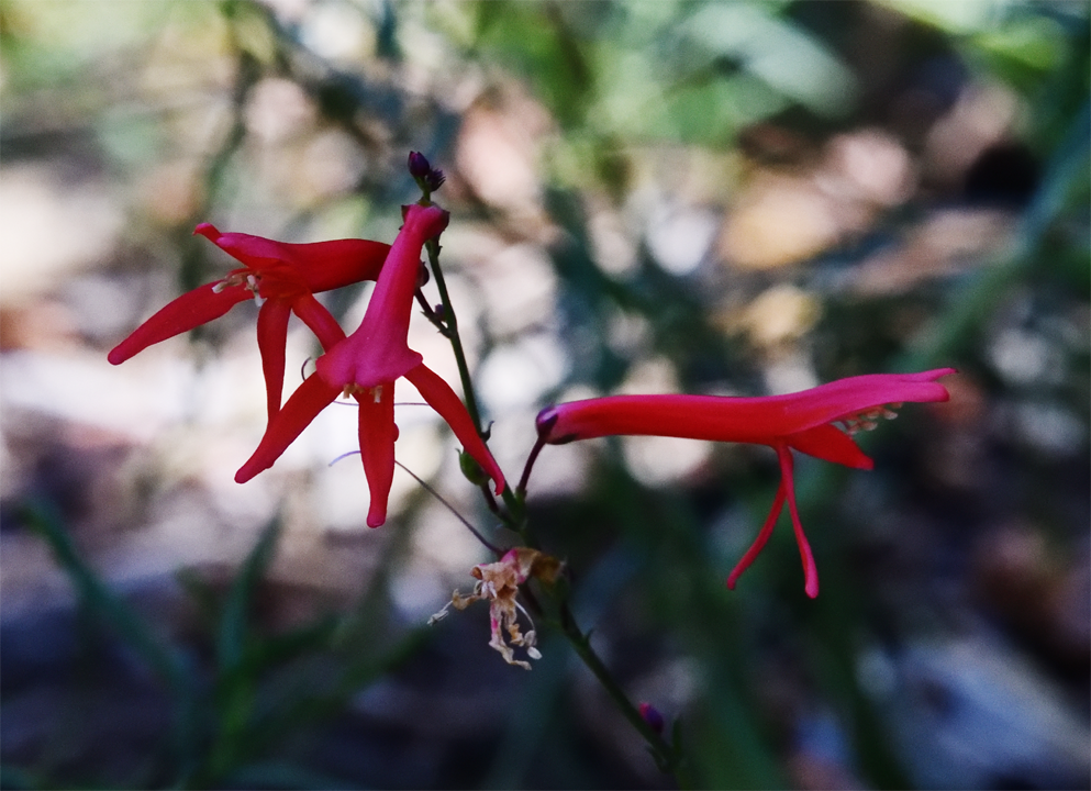 Image of Penstemon labrosus by (c) smeckert, some rights reserved (CC BY)