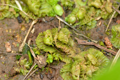 Petalophyllum americanum