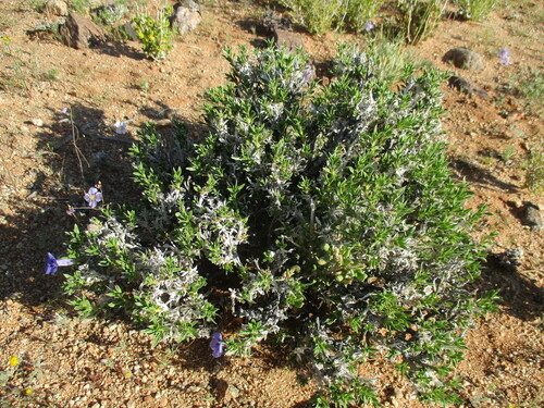 Image of Aptosimum Albomarginatum (Aptosimum albomarginatum) by no rights reserved