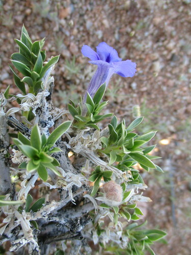 Image of Aptosimum Albomarginatum (Aptosimum albomarginatum) by no rights reserved