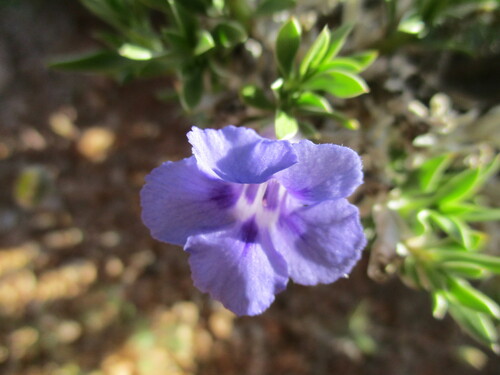 Image of Aptosimum Albomarginatum (Aptosimum albomarginatum) by no rights reserved