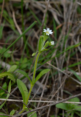 Cerastium brachypodum