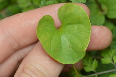 Dichondra recurvata