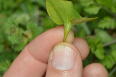 Dichondra recurvata