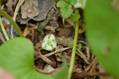Dichondra recurvata
