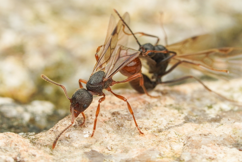 Myrmica luteola