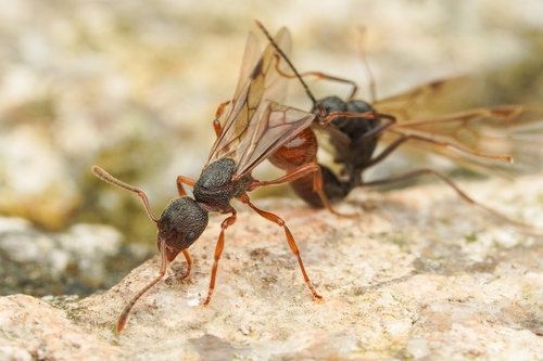 Myrmica luteolaMyrmica luteola