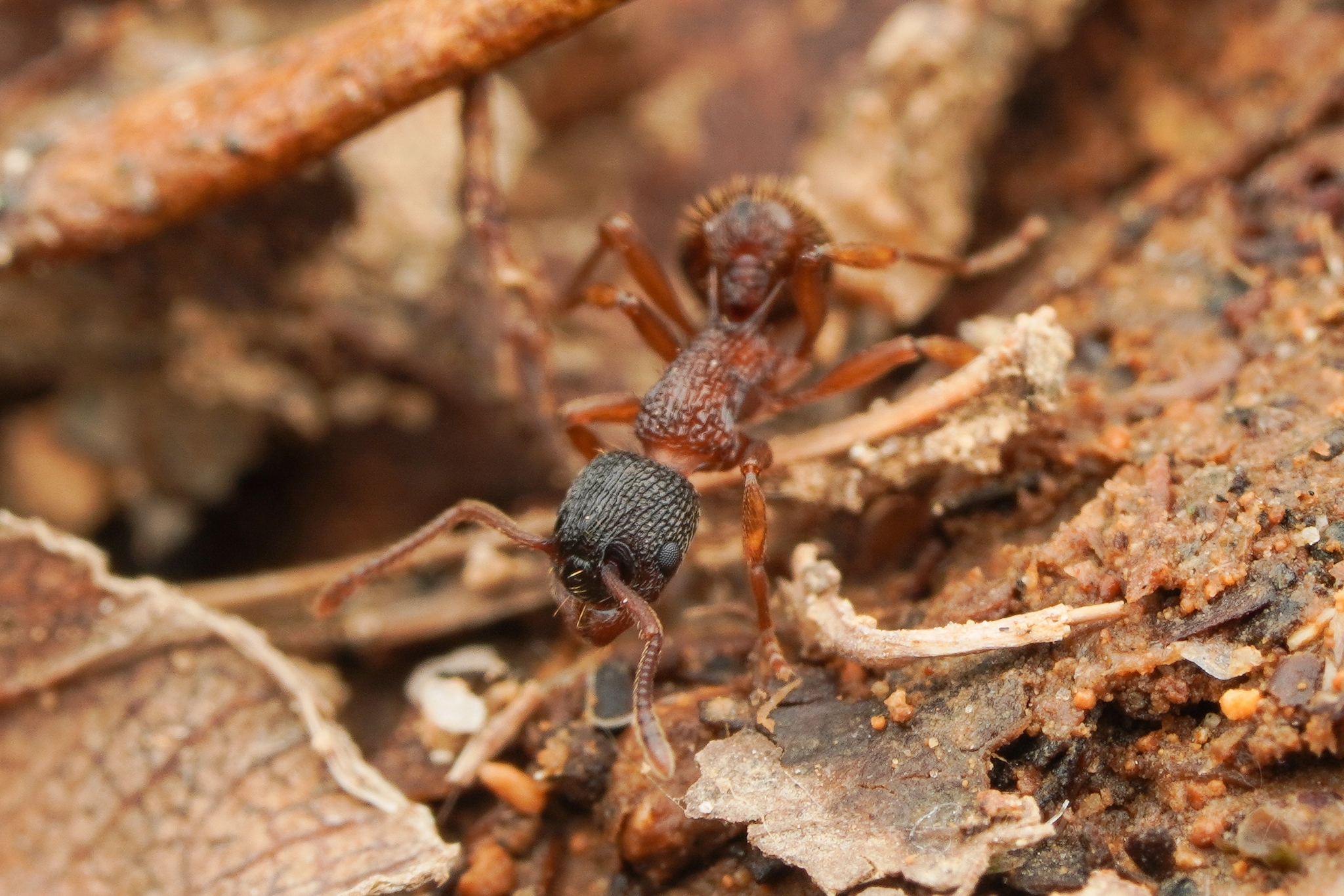 Myrmica ademonia