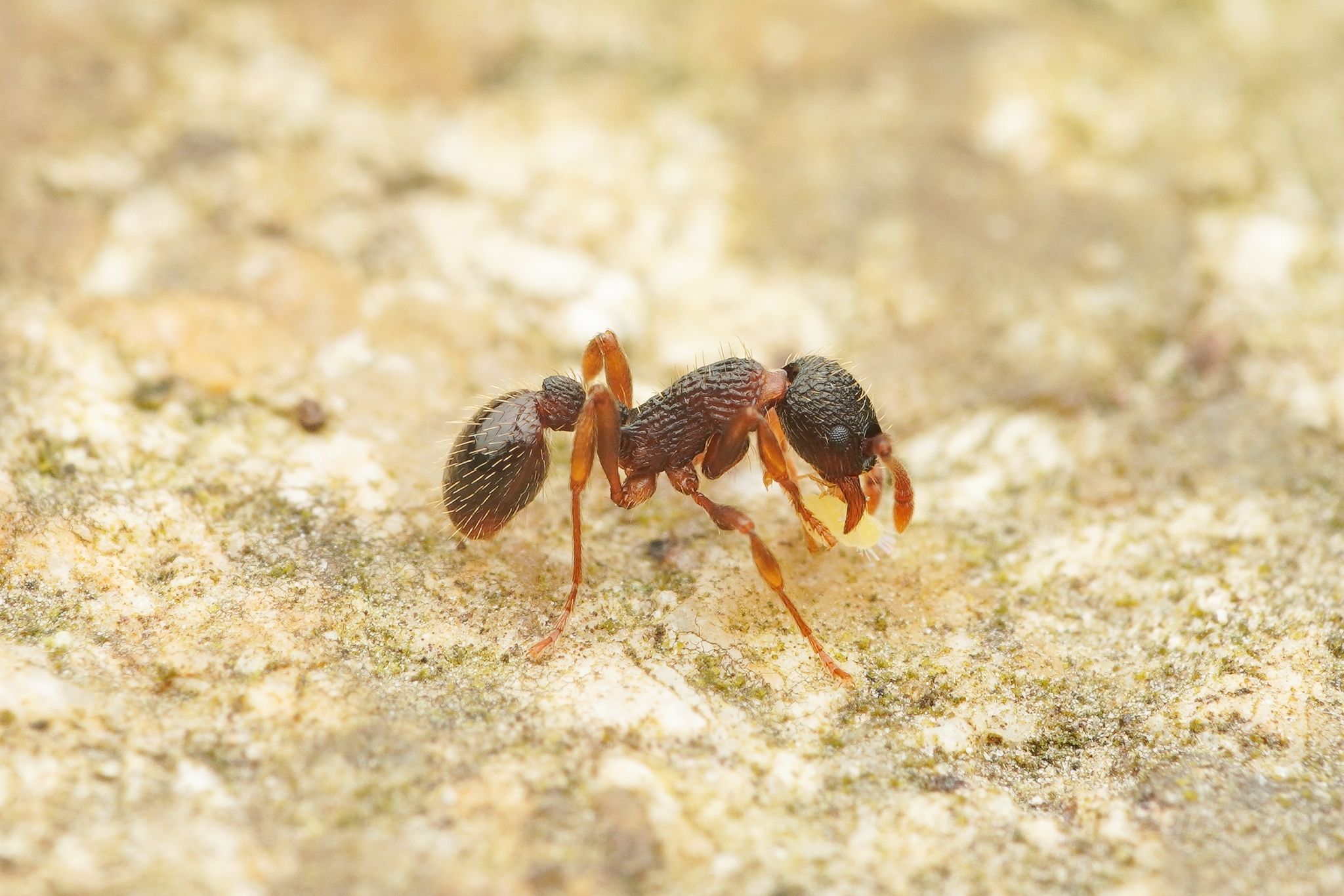 Myrmica angulinodis