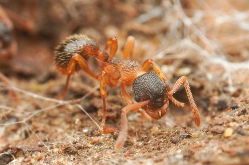 Myrmica ademoniaMyrmica ademonia