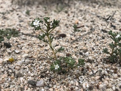 Eremocarya micrantha