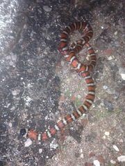 Lampropeltis pyromelana