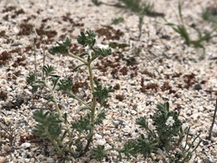 Eremocarya micrantha