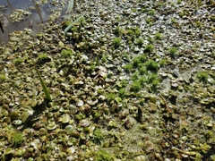 Limnobium laevigatum