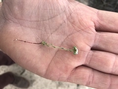 Eremocarya micrantha