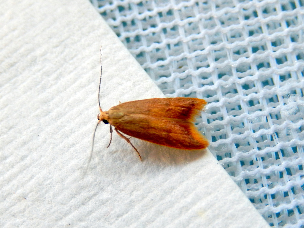 Tachystola anthera