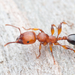 Muscleman Tree Ant - Photo (c) Nigel Main, some rights reserved (CC BY), uploaded by Nigel Main