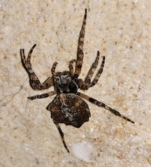 Acanthepeira cherokee