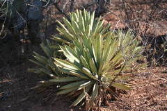 Agave macroacantha