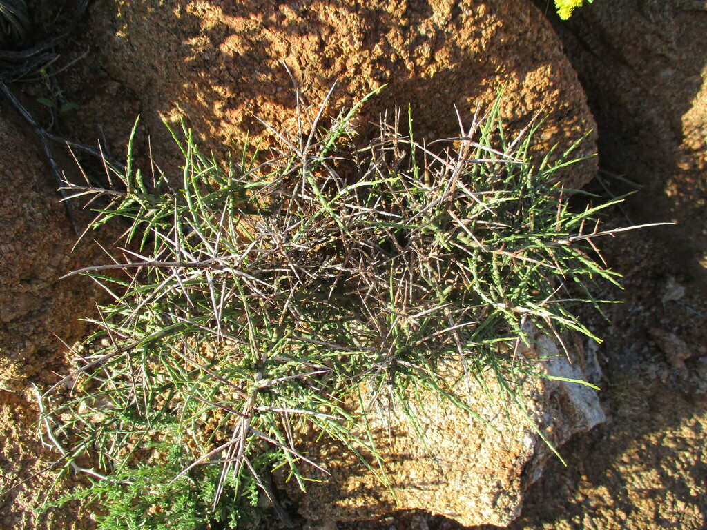 Thesium xerophyticum from Karas Region, Namibia on August 31, 2023 at ...