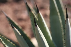 Agave macroacantha