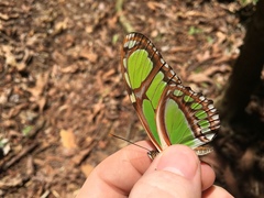 Philaethria diatonica