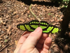 Philaethria diatonica