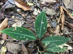 Costus laevis