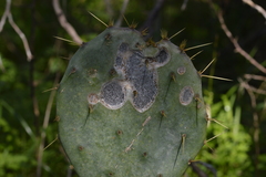 Pleosporaceae