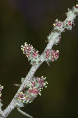 Atriplex patens